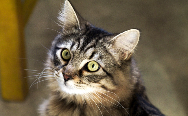 chat-gouttiere-1-111031